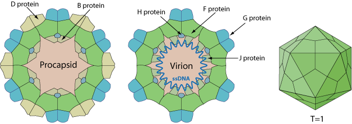 마이크로바이러스