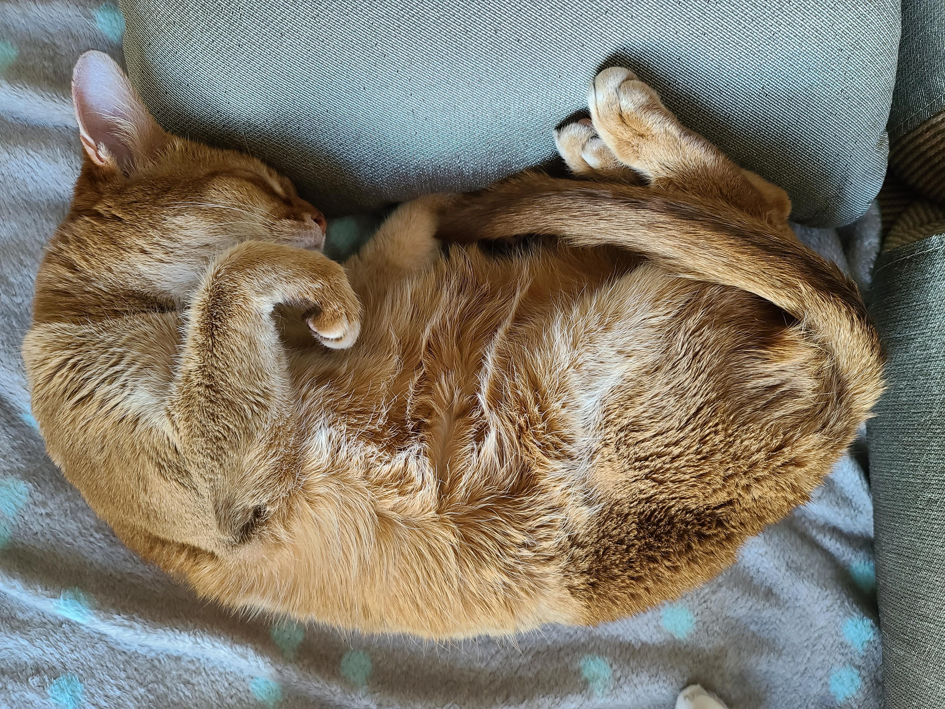 아비시니안 고양이의 골골송과 허공꾹꾹이.