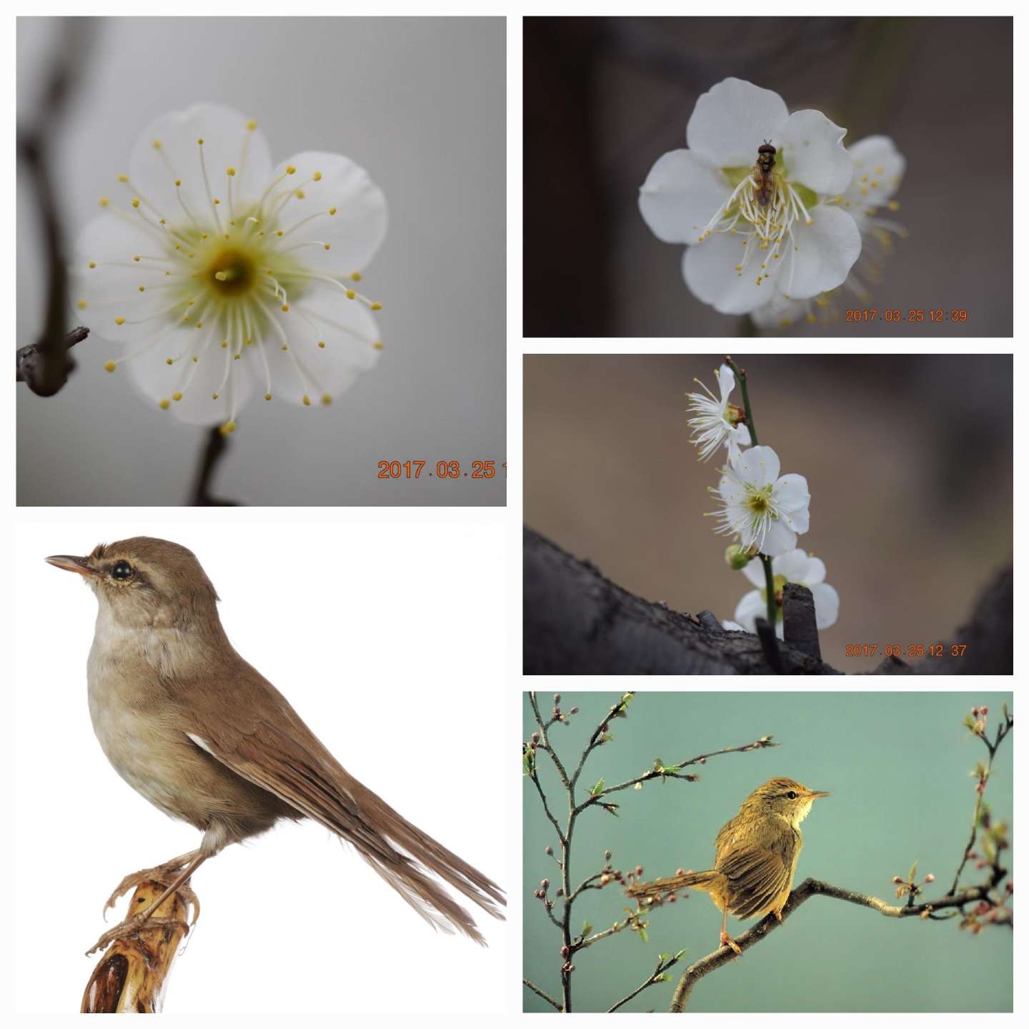 매화나무와 휘파람새