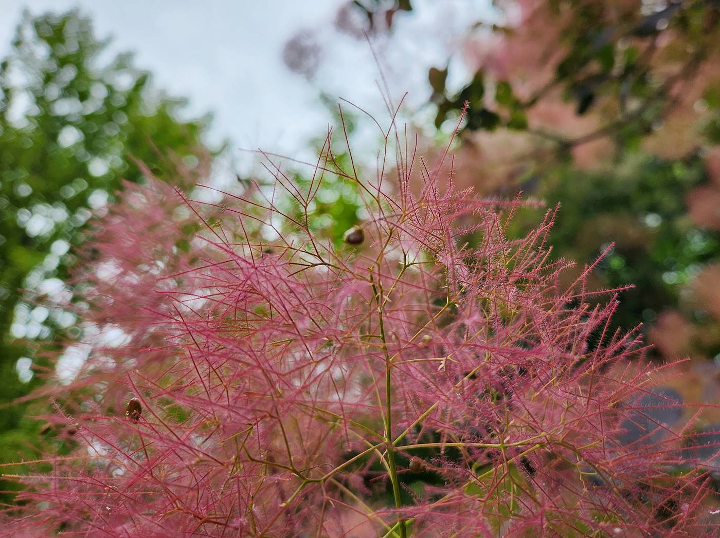 안개나무(자엽안개나무) Smoke tree