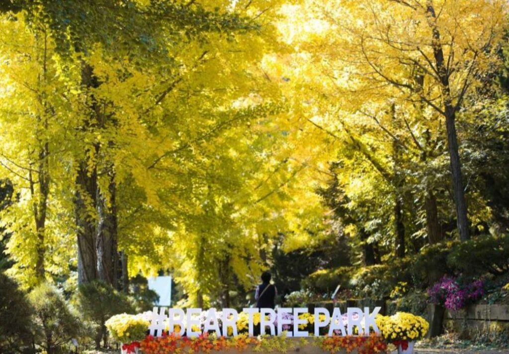 2024 베어트리파크 단풍축제 예매