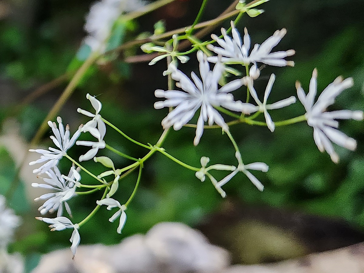 산꿩의다리