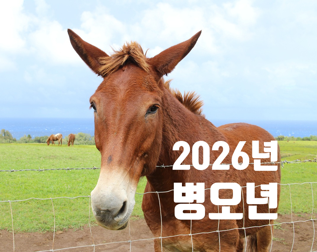 2026 띠 삼재 띠 무엇?