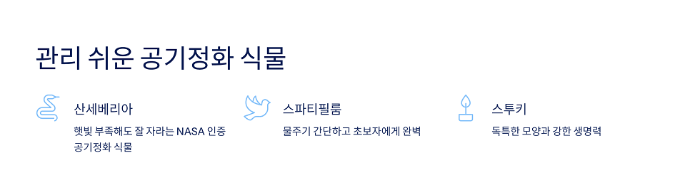 관리 쉬운 공기정화 식물