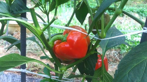 파프리카-키우기-생육특성-낙화-낙과-착과-효능