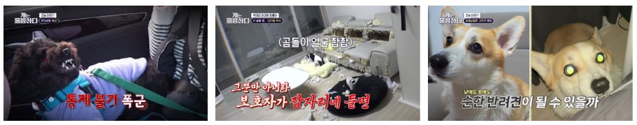 개는 훌륭하다 재방송 다시보기 - 165회 로이, 164회 범돌이, 163회 마루