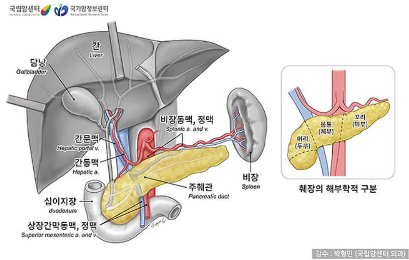 사람의 신체 부위 중 췌장의 위치