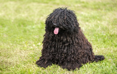 밖에서 앉는 풀리.