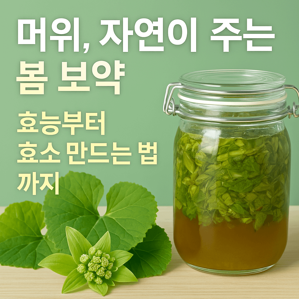 머위 효능, 몸에 좋은 이유 총정리 + 머위 효소 담그는 법까지