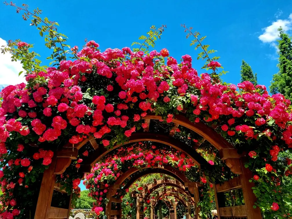 송도 해돋이공원 장미원: 시원한 그늘에서 장미보며 피크닉하기