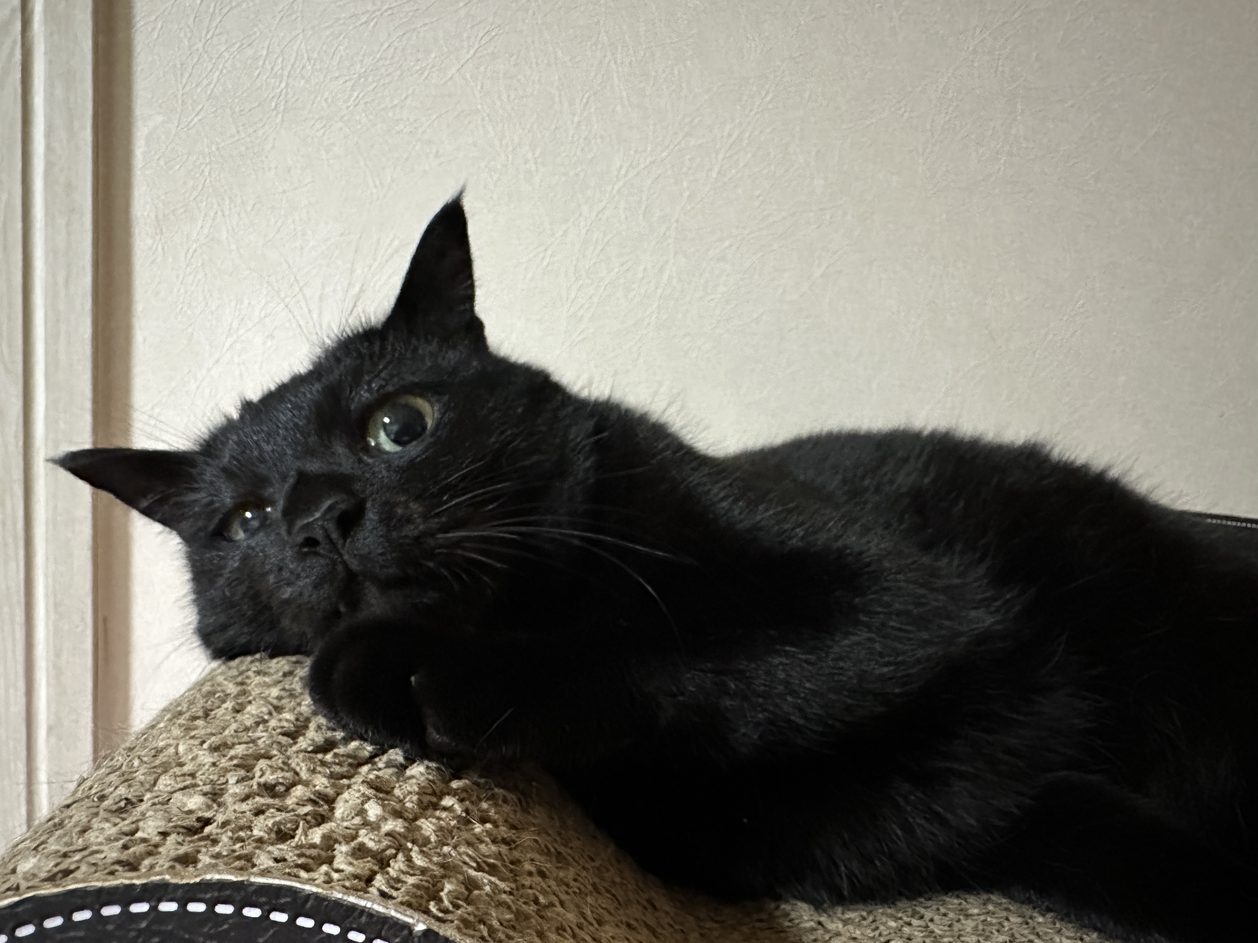 너무_잘생긴_올블랙_고양이_건이