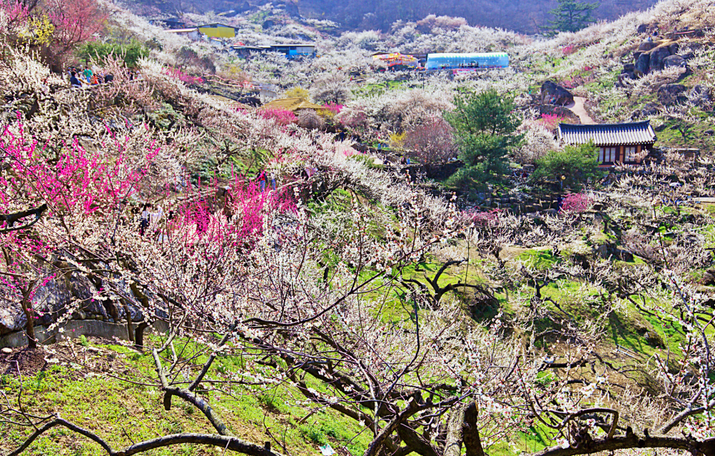 광양매화마을1