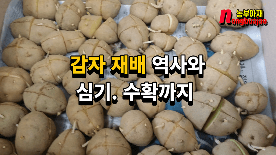감자 재배 역사와 심기 수확까지