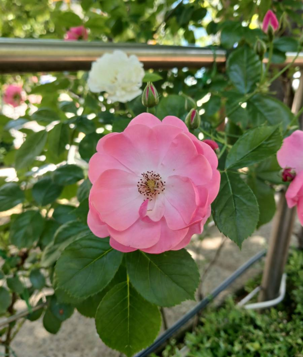 장미축제 분홍장미