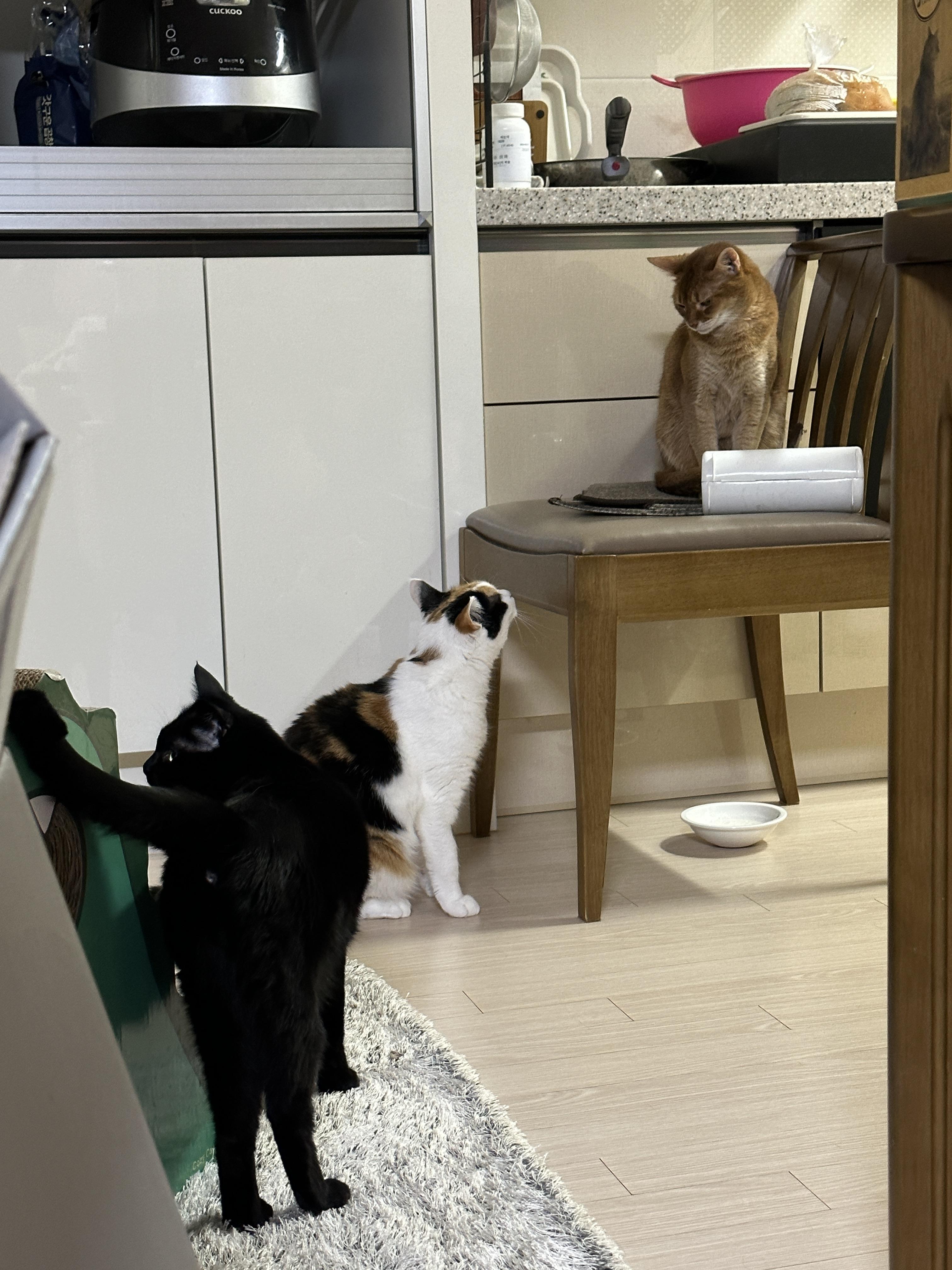 루나한테 시비 걸고 있는 요미 (feat. 평화의 상징 건이)