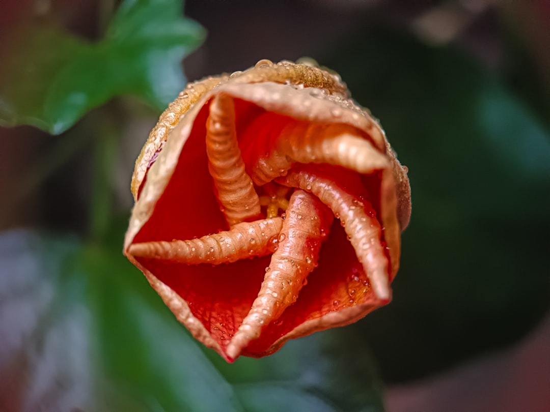 Cornus (the scientific name for the 산수유 flower)