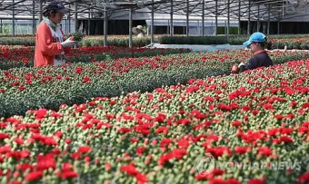 카네이션 재배 삽목 번식 거름 주기 연중 개화_6