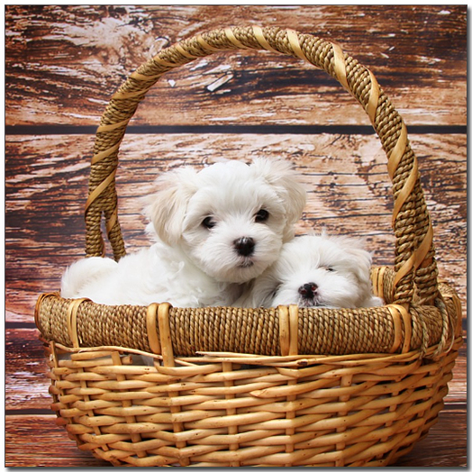 ๋ฐ๊ตฌ๋์ ์์์๋ ๋งํฐ์ฆ