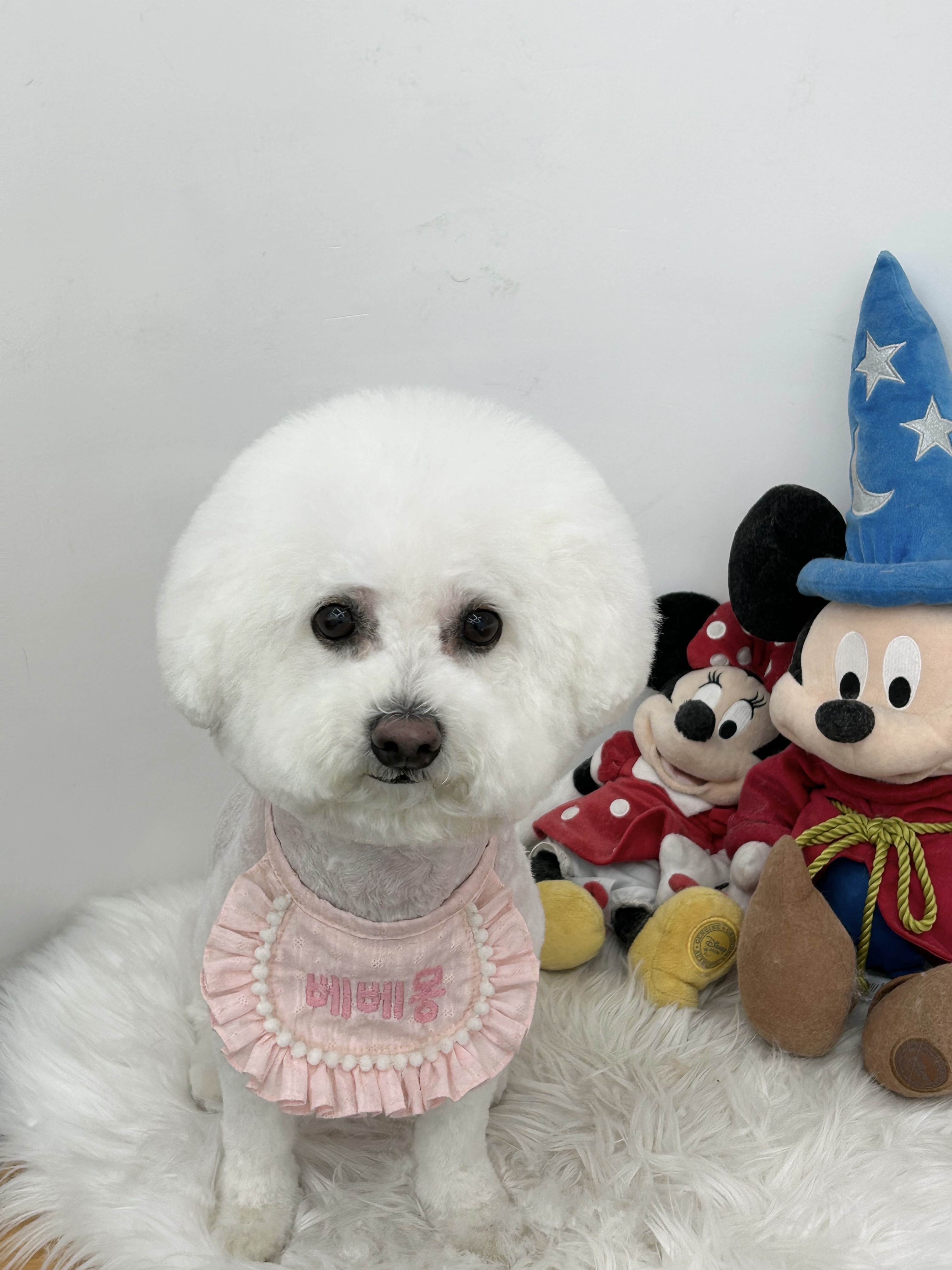 베베몽애견미용호텔