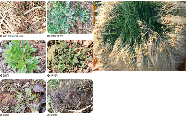 봄나물 사진
