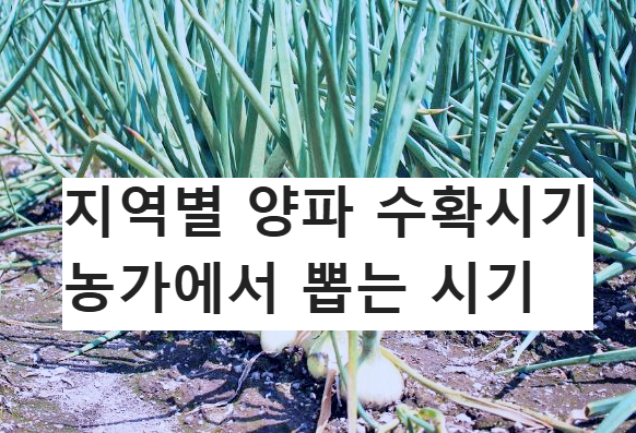 밭에 심겨진 양파