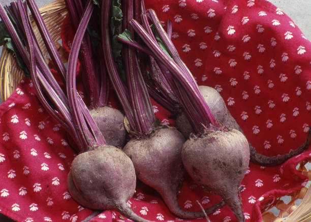 베타 레인 효능