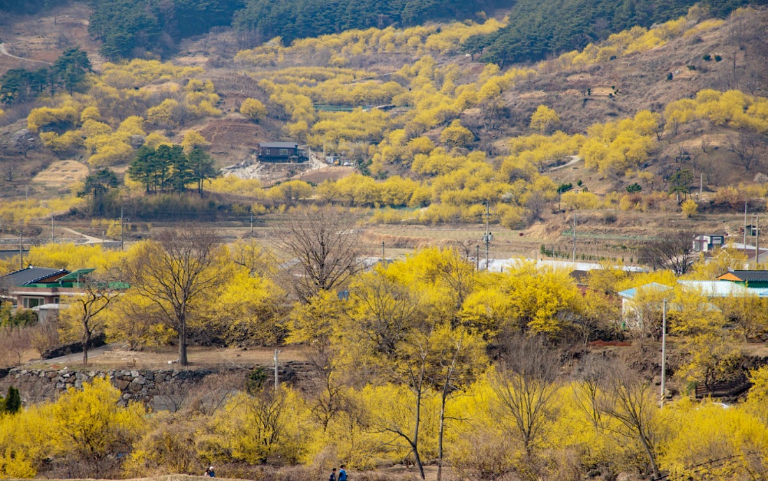 구례 산수유축제 일정