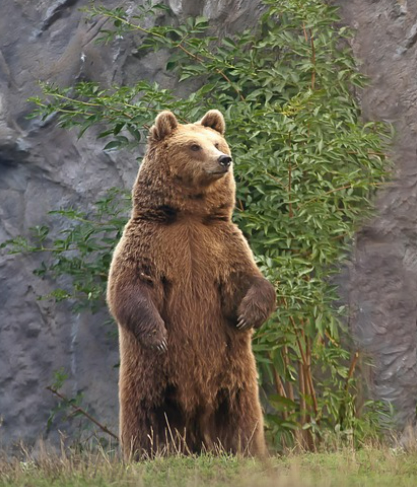 곰꿈 상황별 해몽