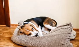 강아지/출처:어도비스톡