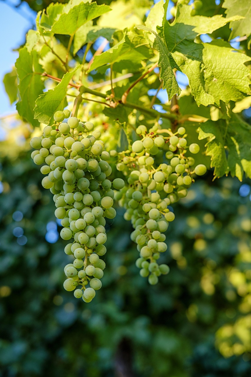 당독소 배출방법