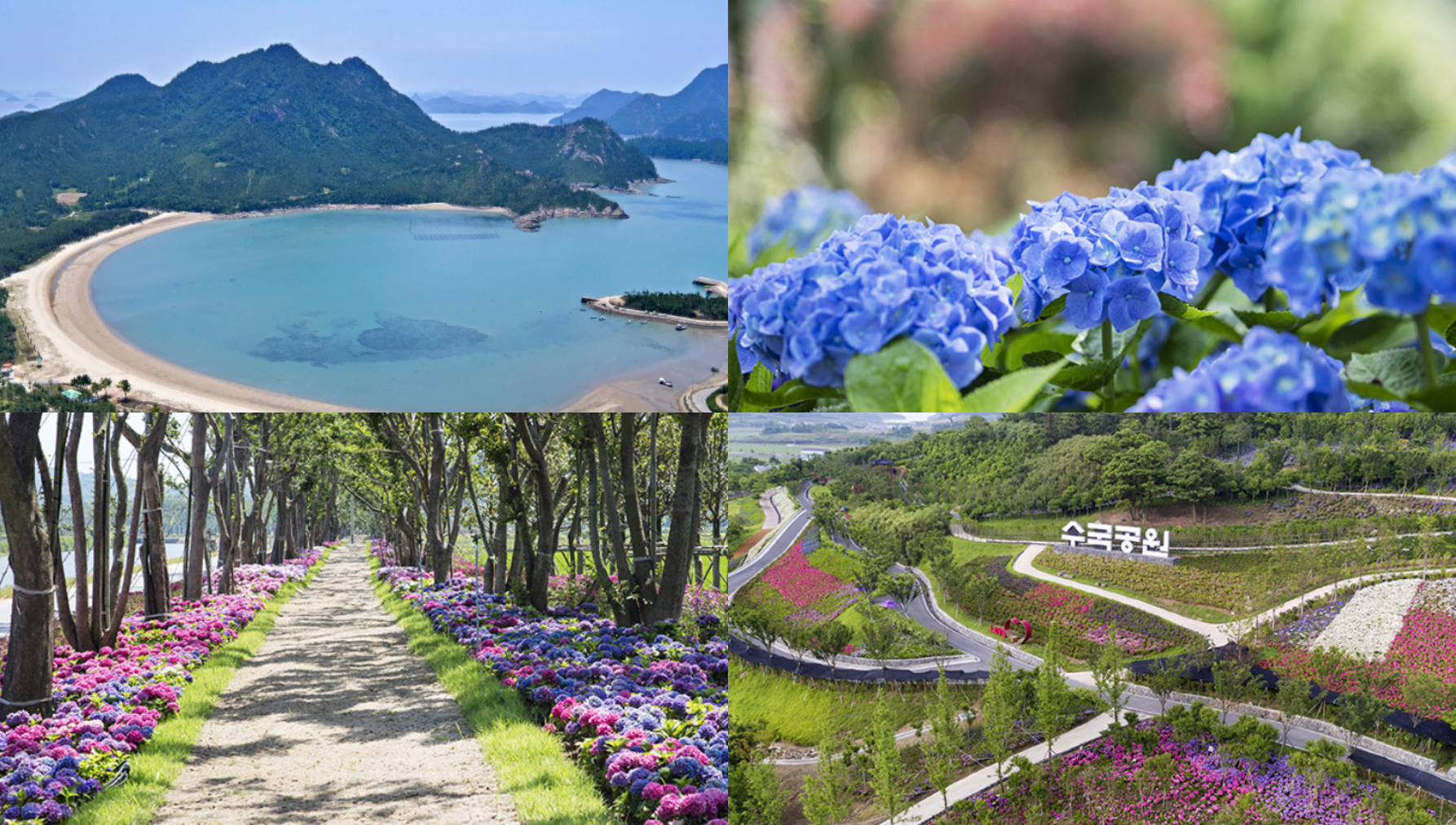 도초도 수국축제