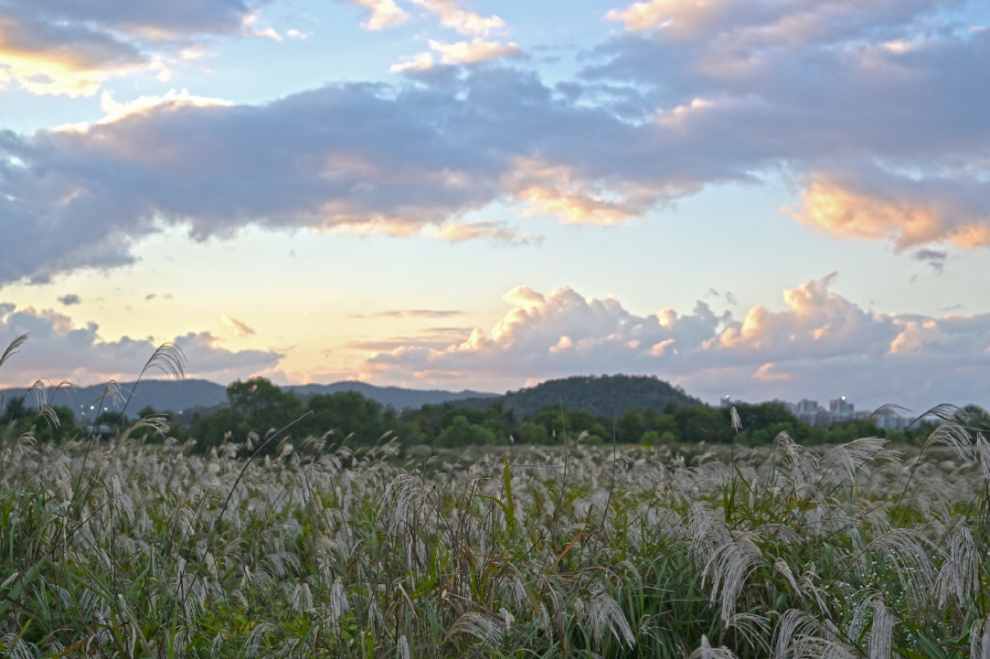 광주서창억새축제