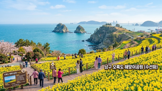 남구 오륙도 해맞이공원 (수선화) 개화 현황