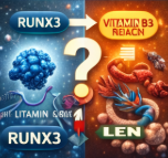 RUNX3와 비타민 B3의 상호작용
