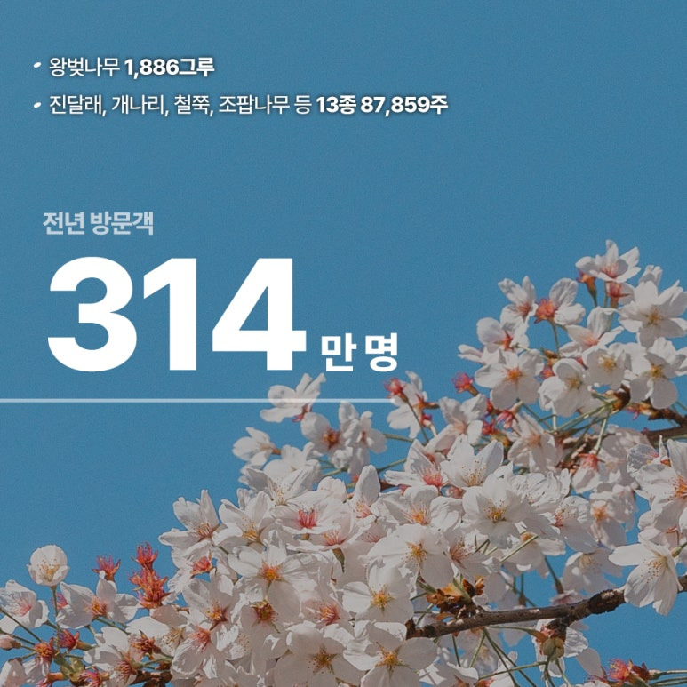 여의도 봄꽃축제