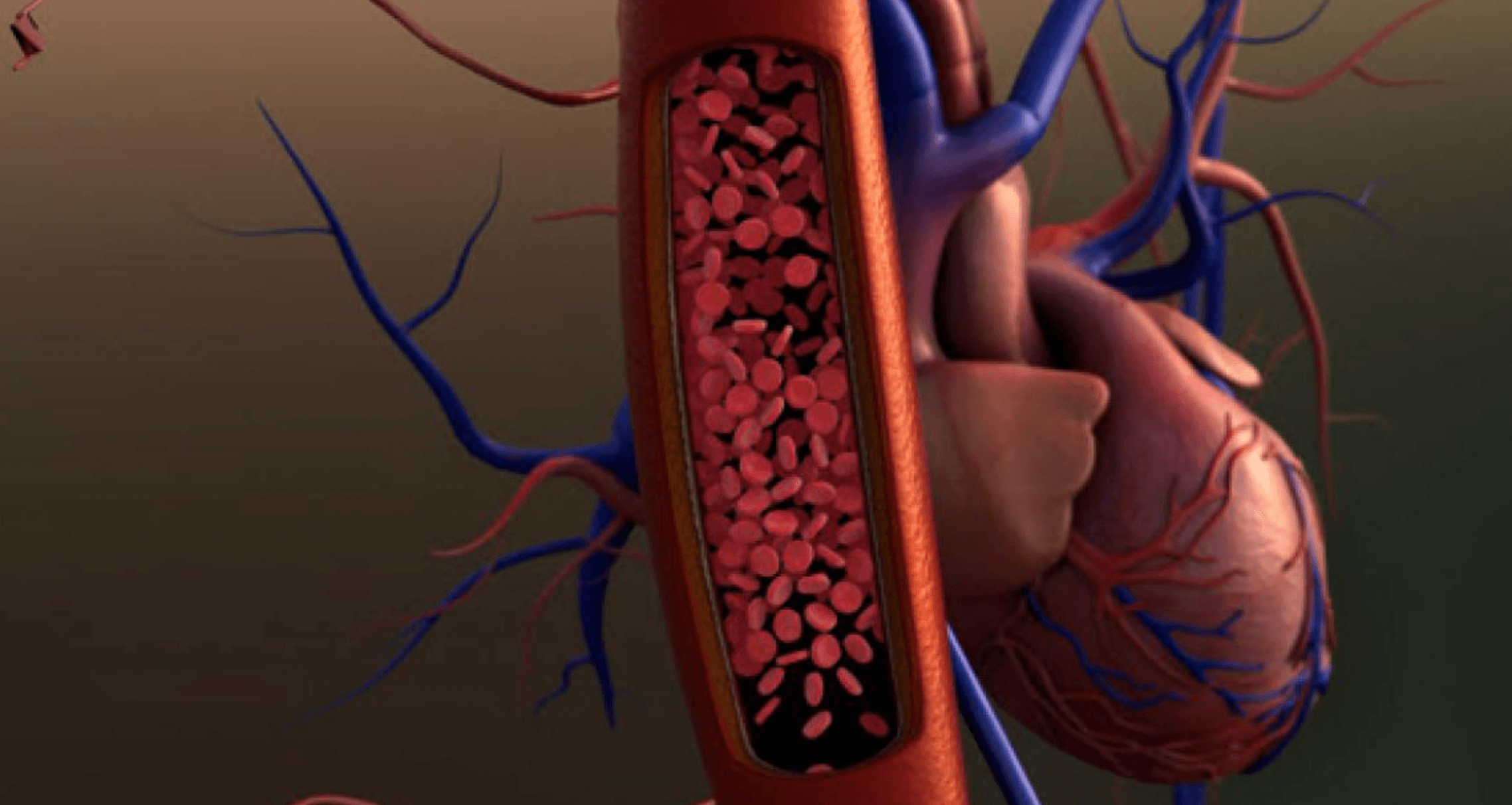 심장-혈액순환-개선