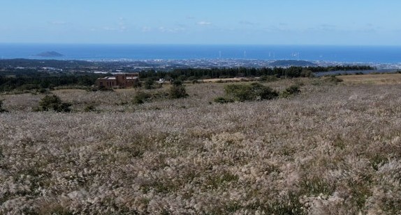 10월 제주도 가볼만한곳 추천 베스트 10. 어음리 억새군락지