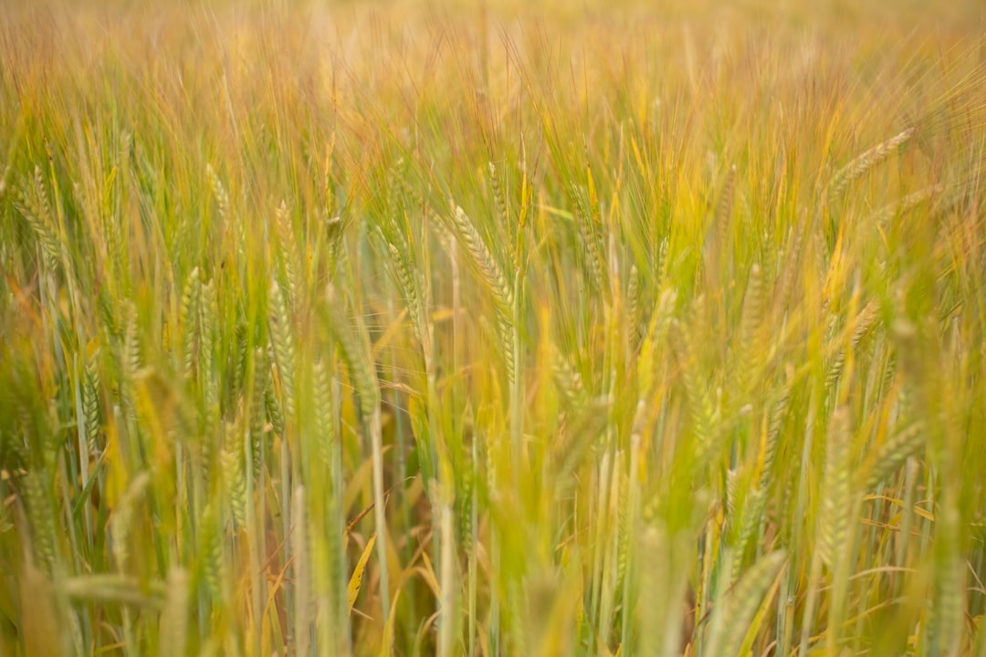 Barley