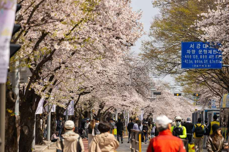 여의도 벚꽃축제 4대 테마정원