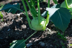 밭에서 콜라비를 수확하는 사진
