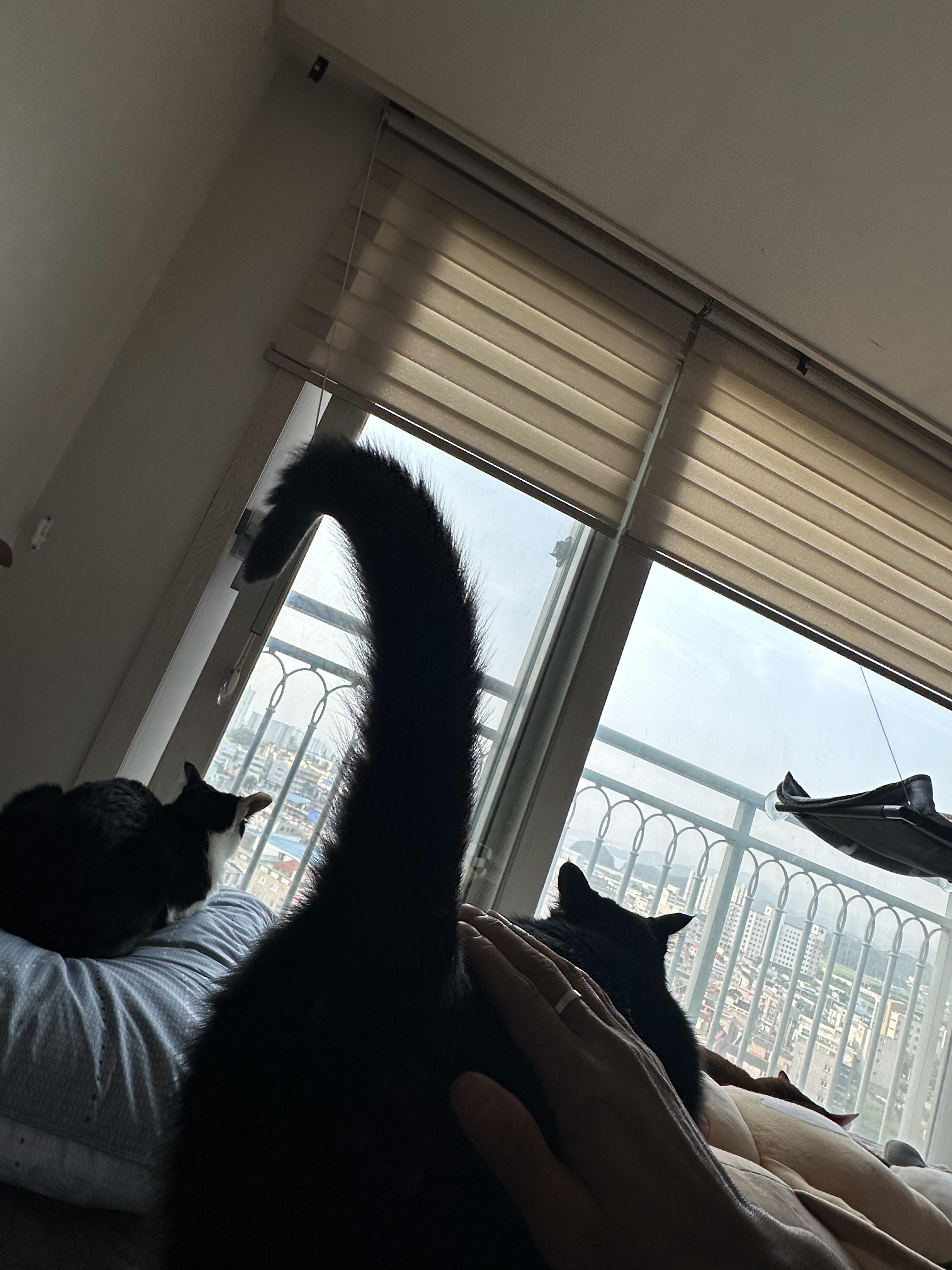 기분_좋은_건이의_쭉_뻗은_꼬리_1