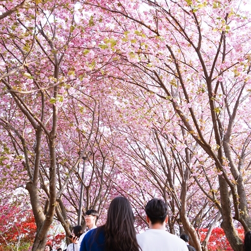 벚꽃 개화시기 2025