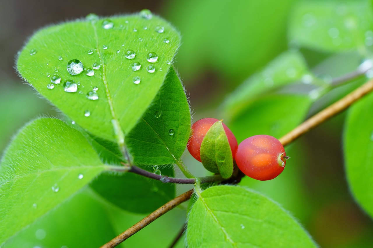 오미자효능,오미자먹는법,오미자보관하는법,오미자고르는법,오미자부작용,오미자차,오미자청,오미자레시피,오미자요리,오미자영양소