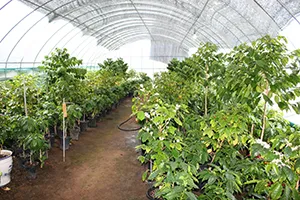 커피나무 재배 실내 재배 물 관리 가지 전정_5