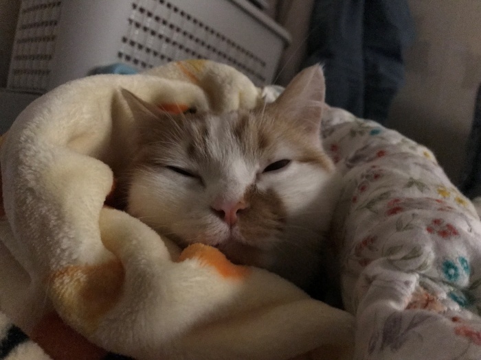 고양이발톱갈라짐