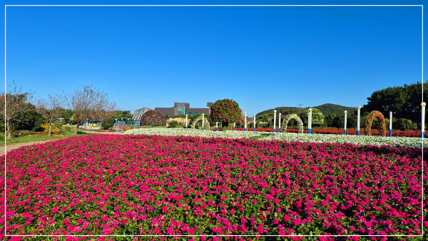 2025 태안 가을꽃 박람회 이미지 / 출처: 코리아플라워파크