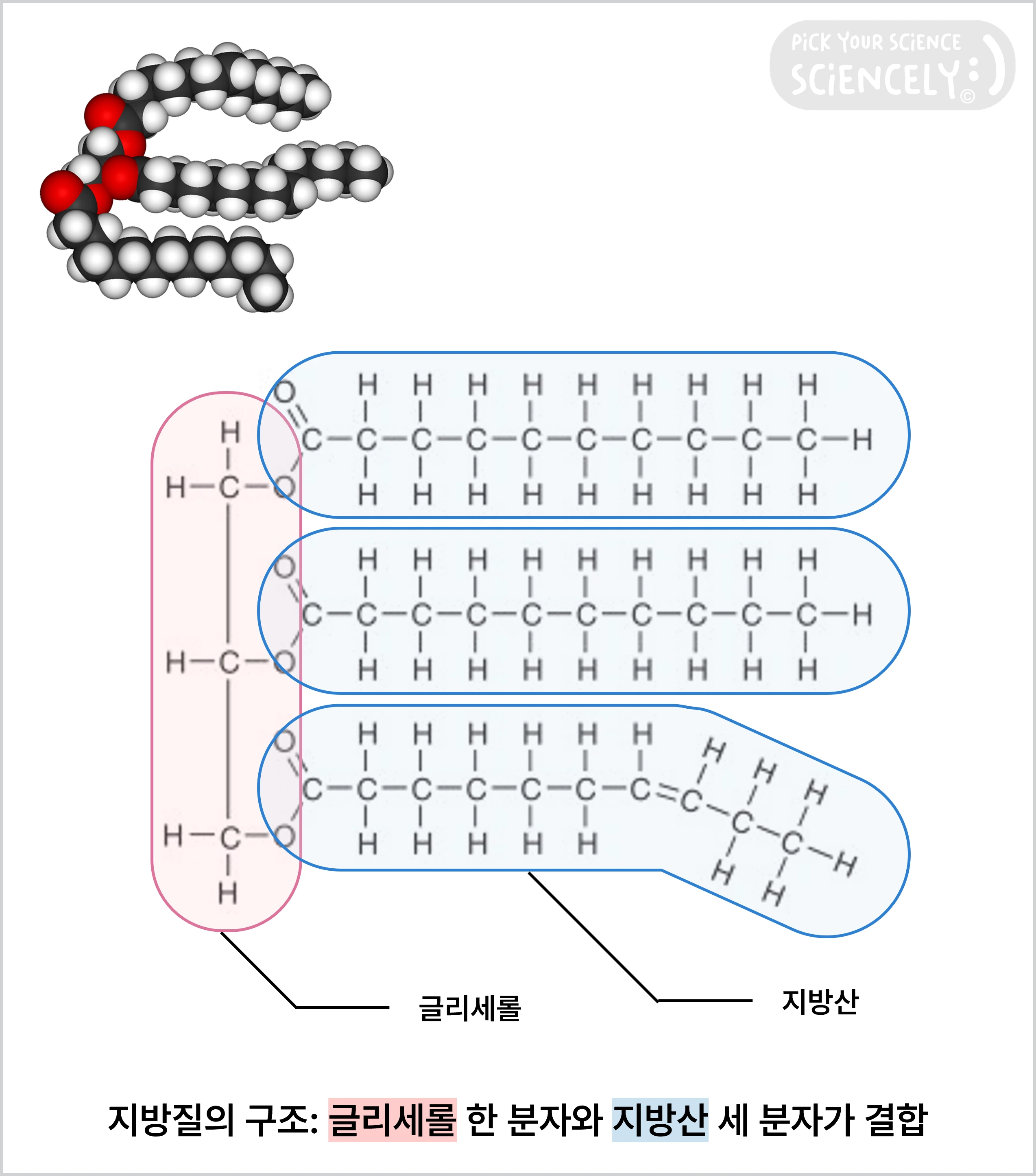 지방질, lipid, triglyceride, 글리세롤 한 분자와 지방산 세 분자가 결합