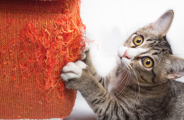 고양이 스크래치 문제, 똑똑하게 해결하는 훈련 및 관리법