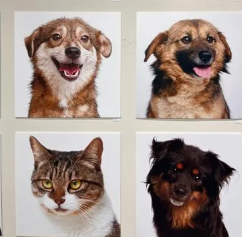 유기견 무료 분양&amp;#44; 어디서 어떻게? 실패 없는 입양 가이드