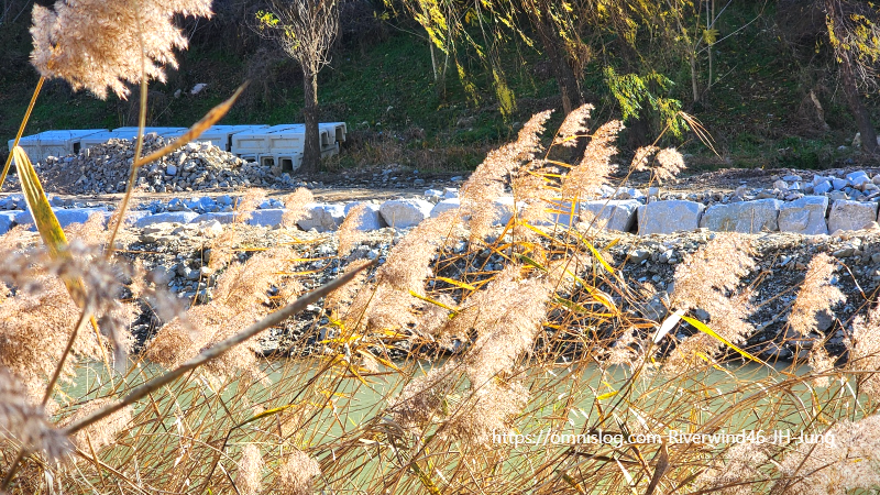 감성사진 수영천의 늦가을 버들